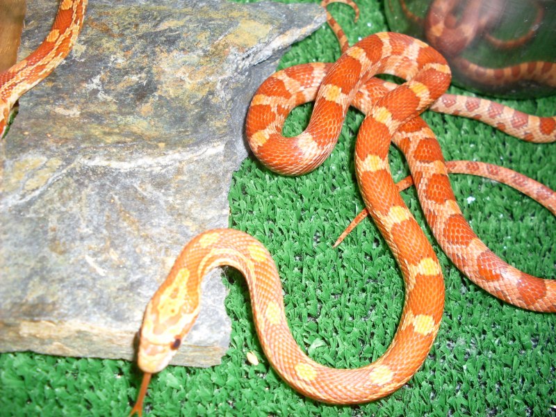 Pantherophis guttatus