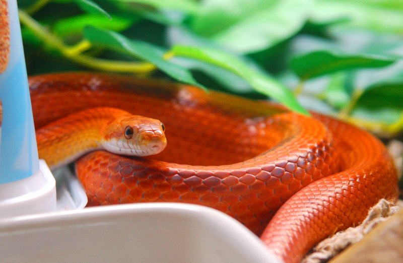 Полоз маисовый Albino Amel