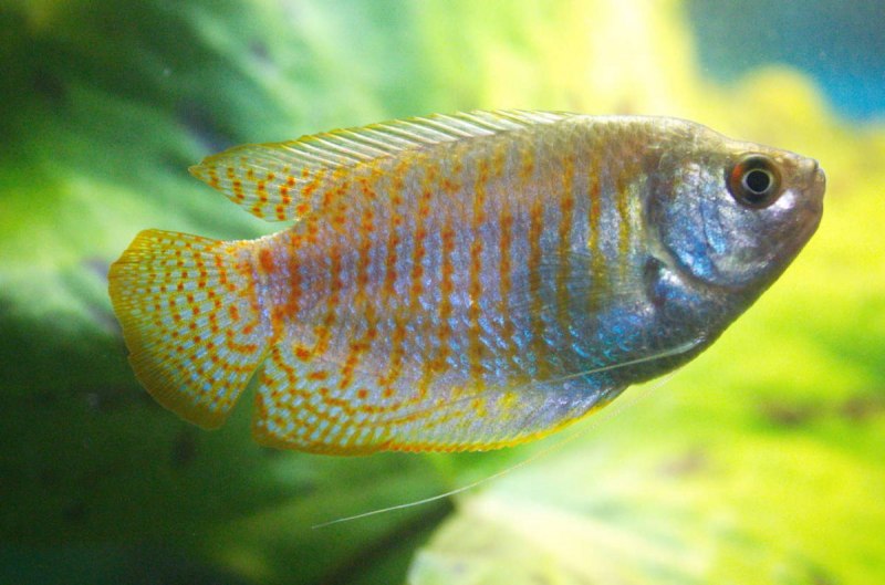 Trichogaster lalius Rainbow Blue