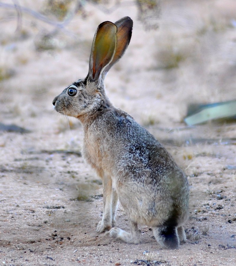 Маньчжурский заяц Lepus mandshuricus
