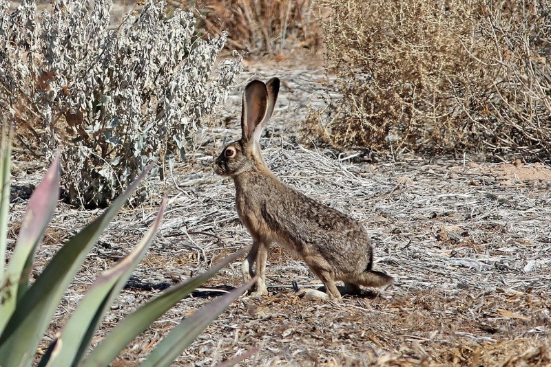 Иберийский заяц (57 фото)