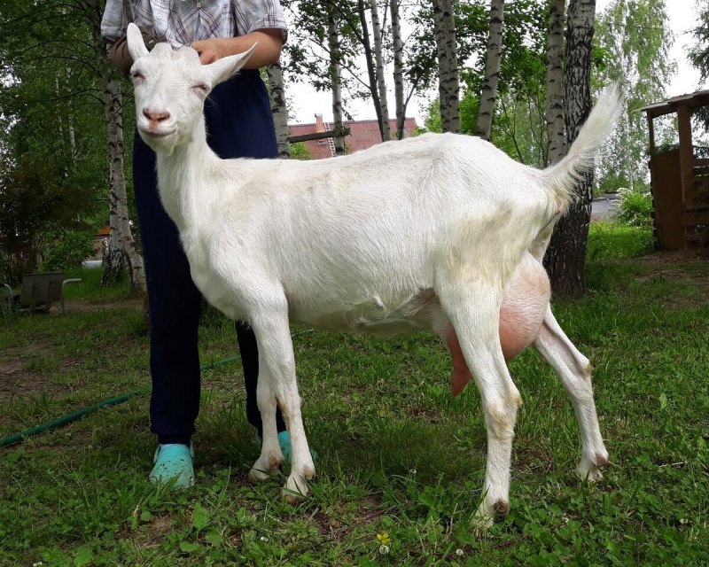 Козлята зааненской породы