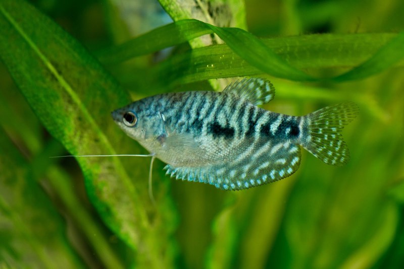 Лялиус (Trichogaster lalius)