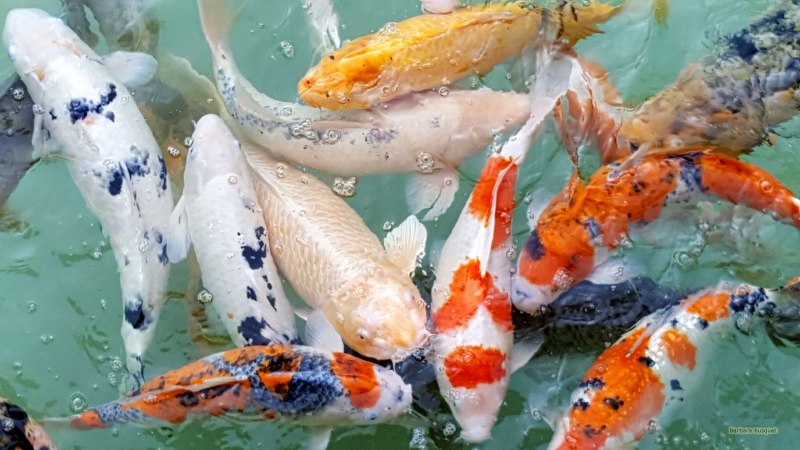 Карп кои Кохаку красный