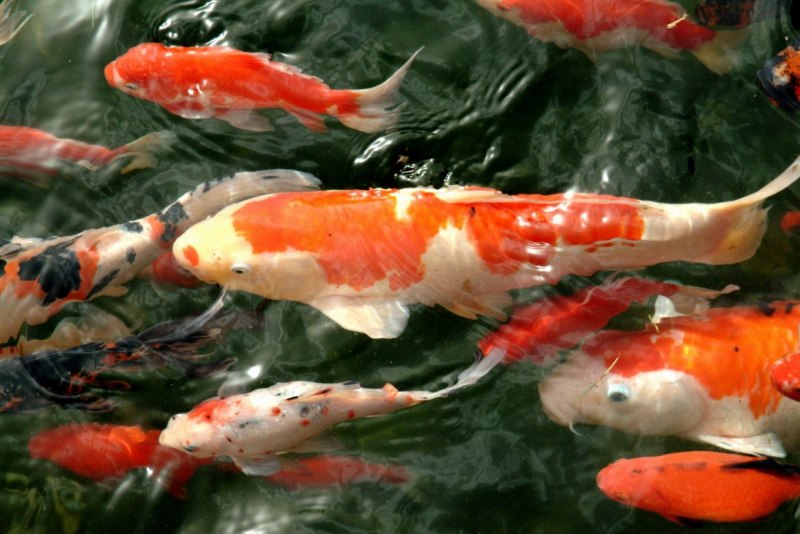 Карпы кои