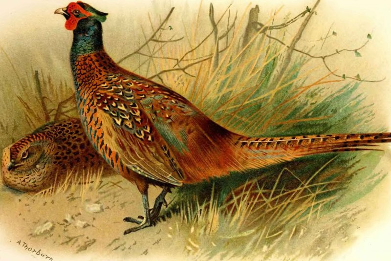 Охота", художника Archibald Thorbur