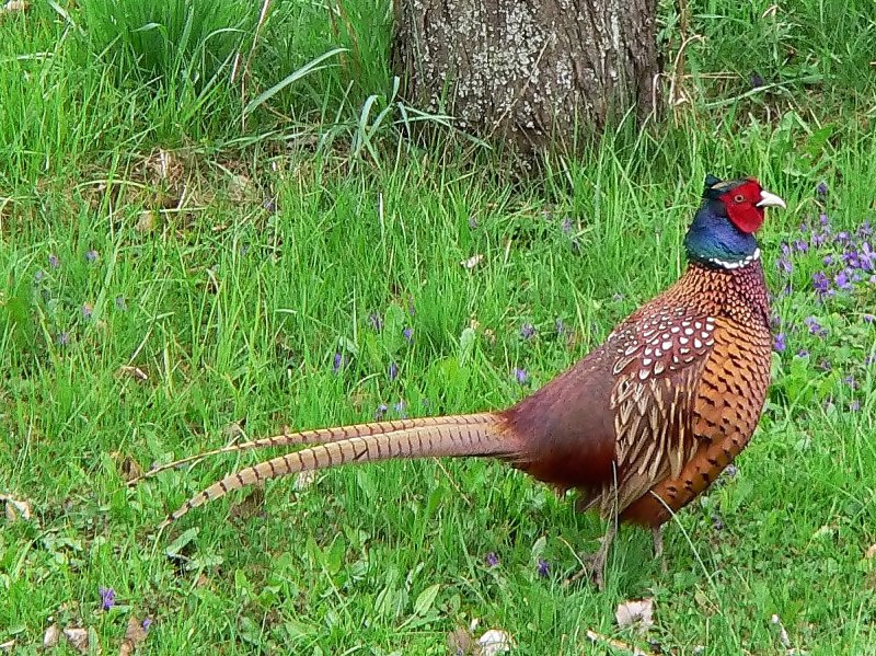 Phasianus colchicus