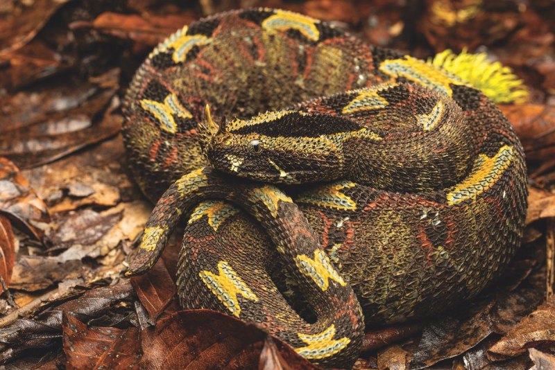 Bitis nasicornis