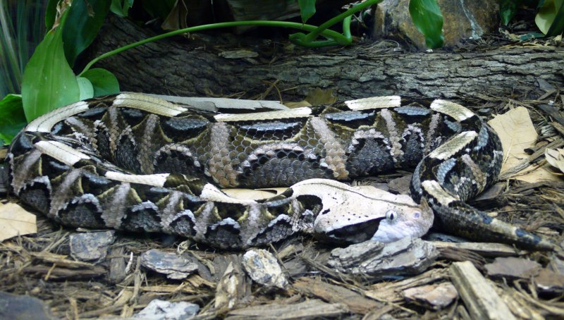 Rhino Gaboon Viper
