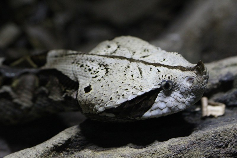 Bitis nasicornis