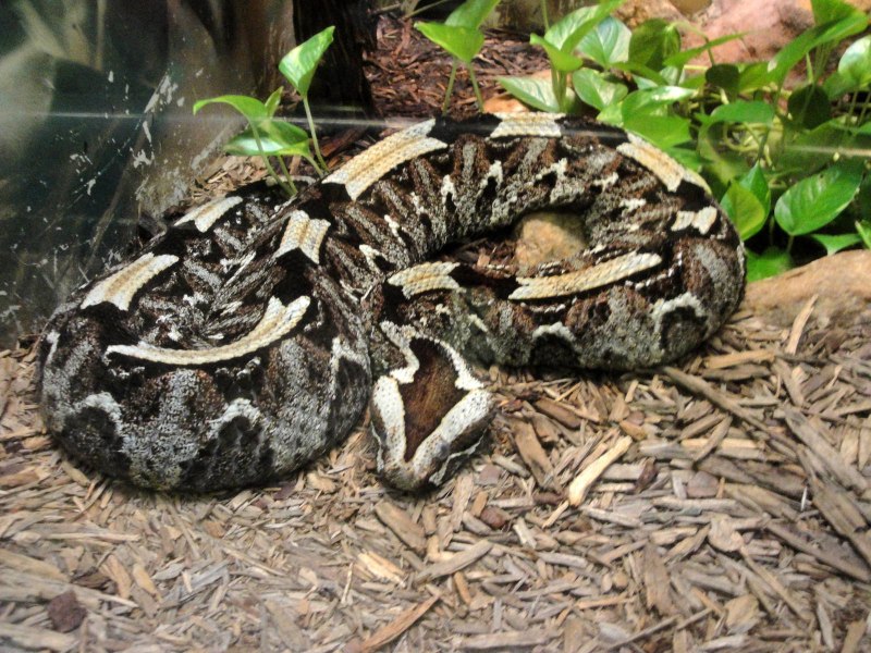 Bitis nasicornis