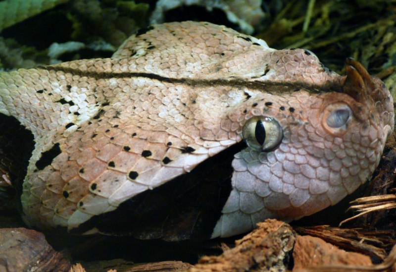 Rhinoceros Viper