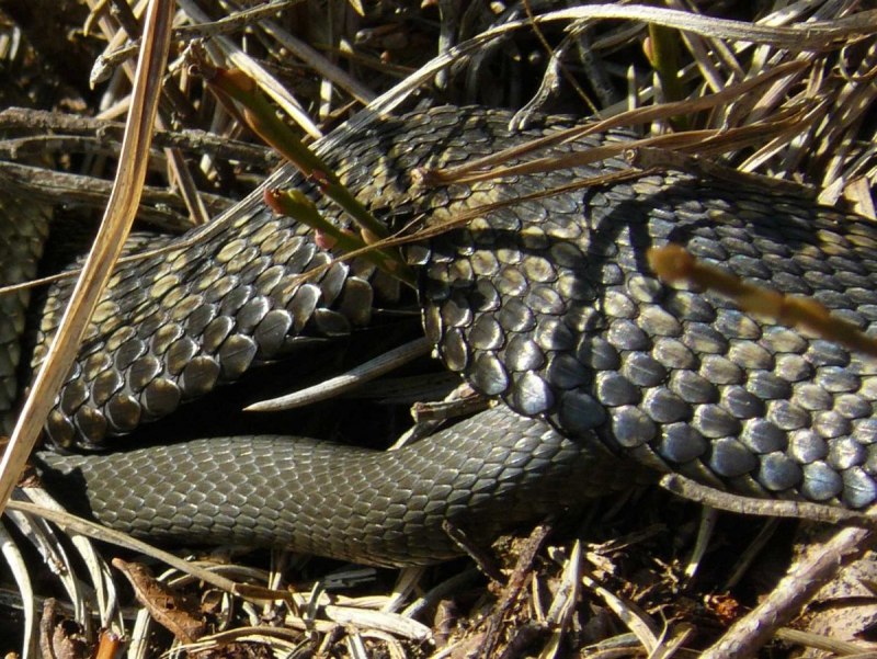 Гадюка армянская (Vipera xanthina)