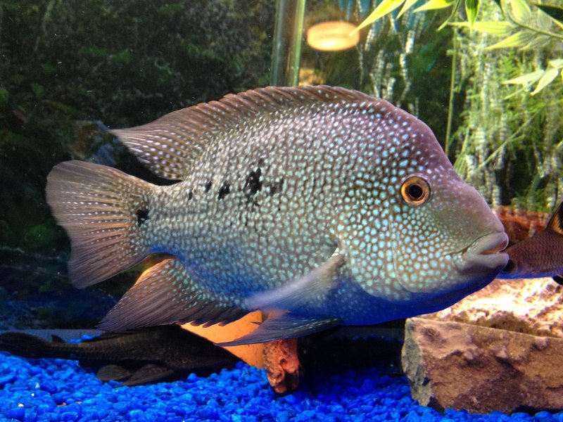 Herichthys cyanoguttatus
