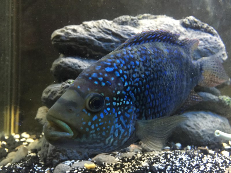 Cichlasoma cyanoguttatum