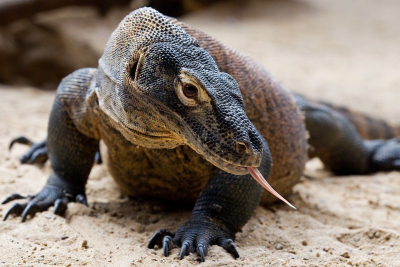 Varanus griseus
