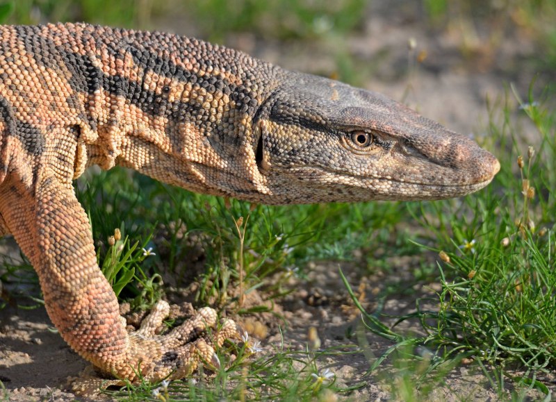 Varanus griseus – серый Варан