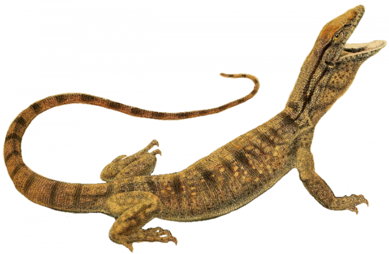 Varanus albigularis