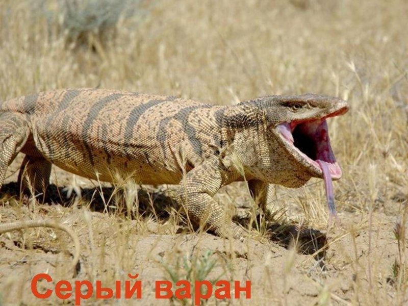 Туркменский Варан