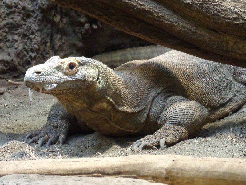Varanus griseus griseus , caspius, Desert Monitor