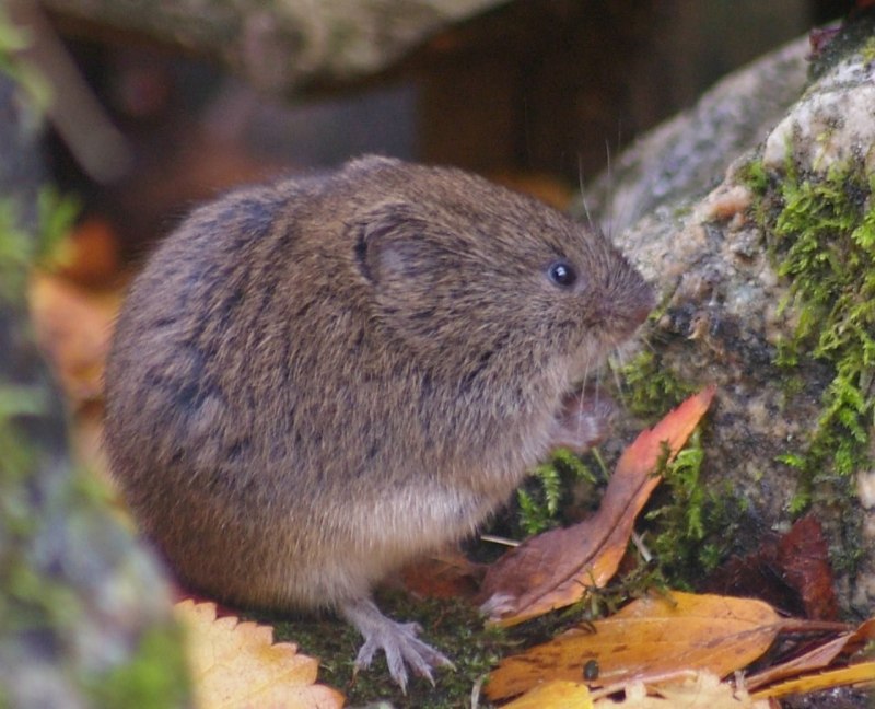 Кустарниковую полевку (Microtus Majori