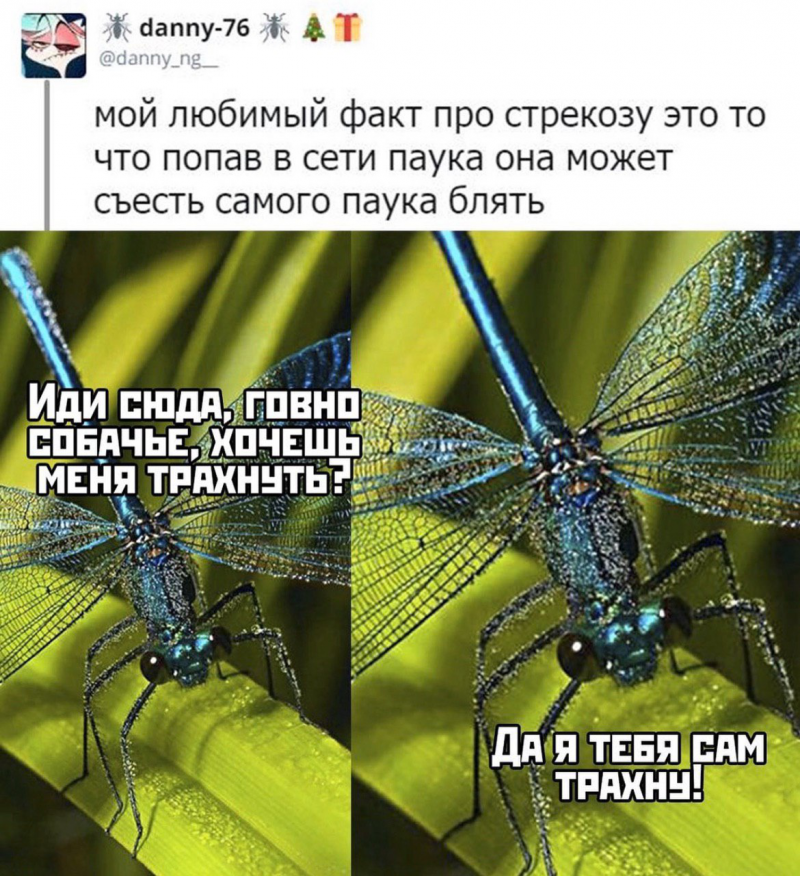 Смешная Стрекоза