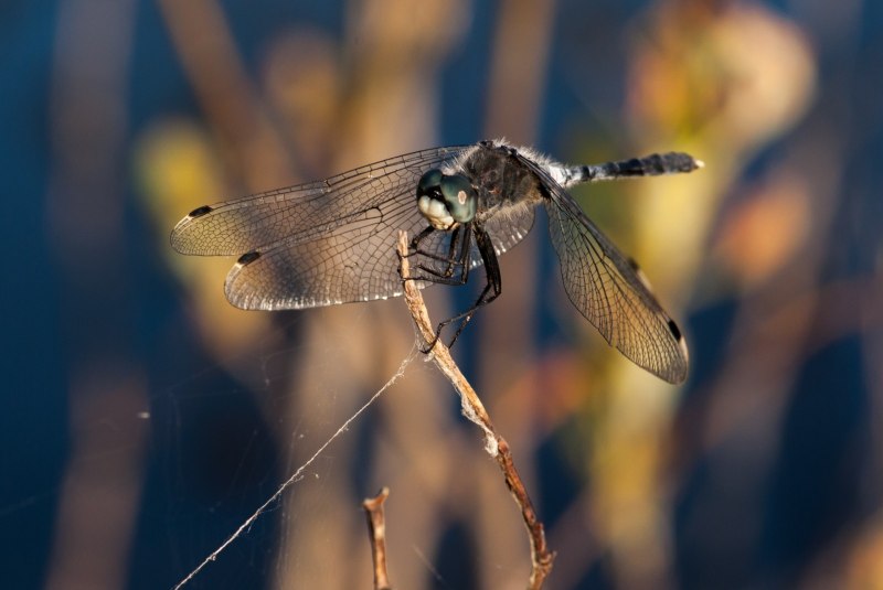 Tibellus oblongus