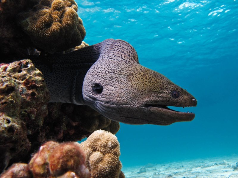Гигантская мурена Gymnothorax