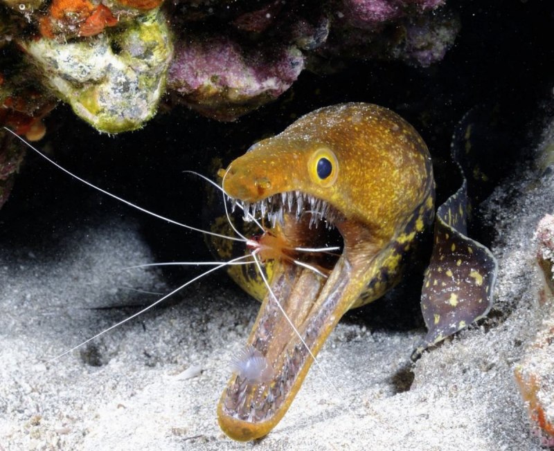 Muraena Pavonina