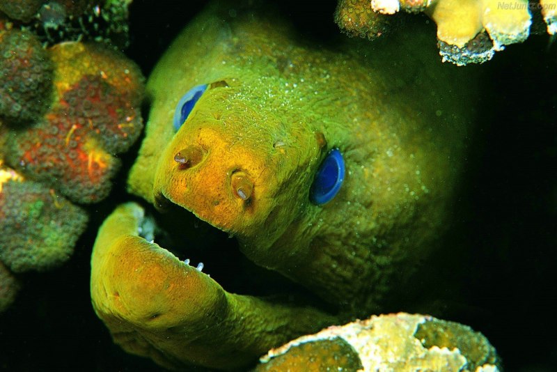 Мурена в Красном море