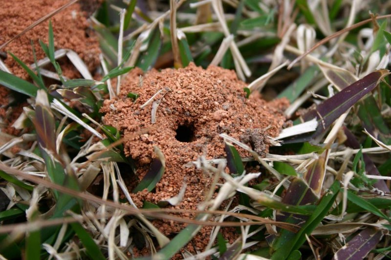 Шмель Земляной Bombus terrestris