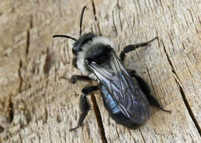 Bombus terrestris