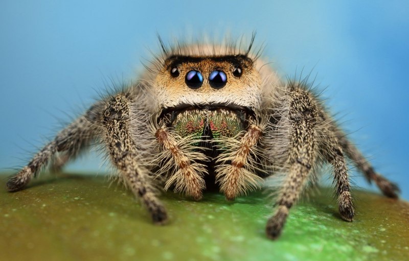 Maratus personatus паук