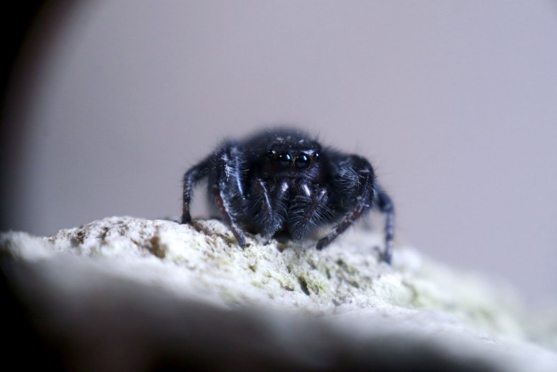 Паук Maratus speciosus