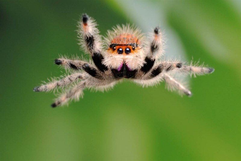 Salticidae пауки-скакуны