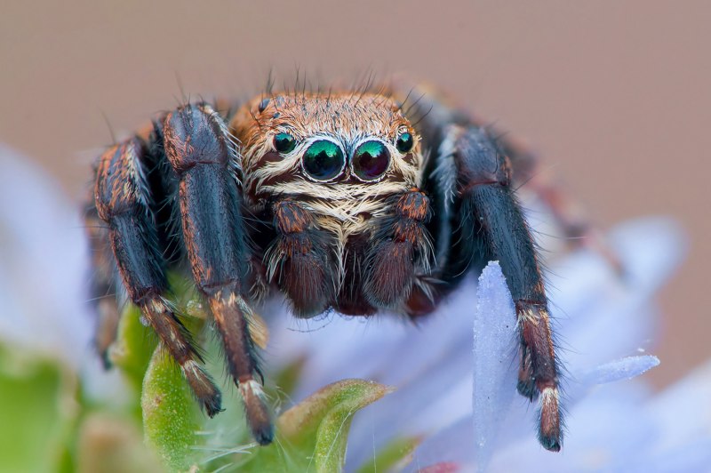 Euophrys omnisuperstes