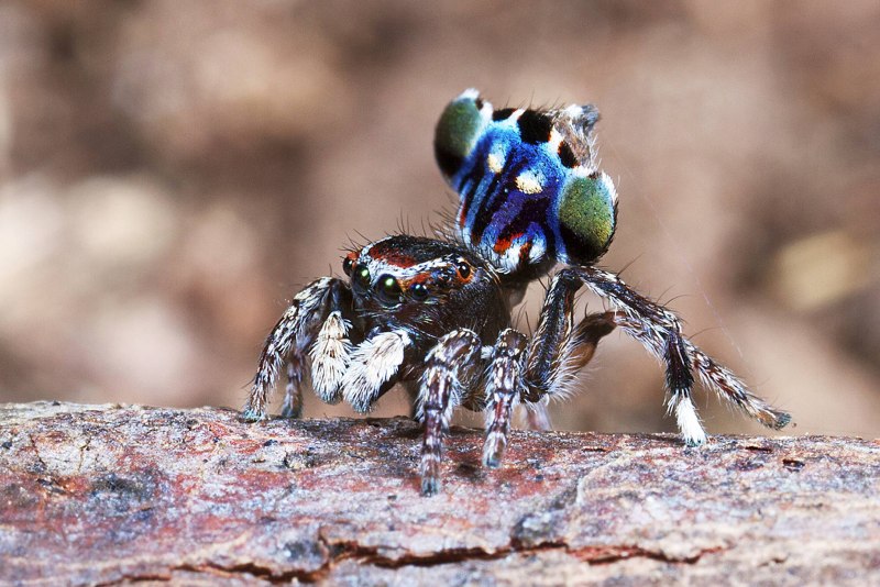 Salticidae пауки-скакуны