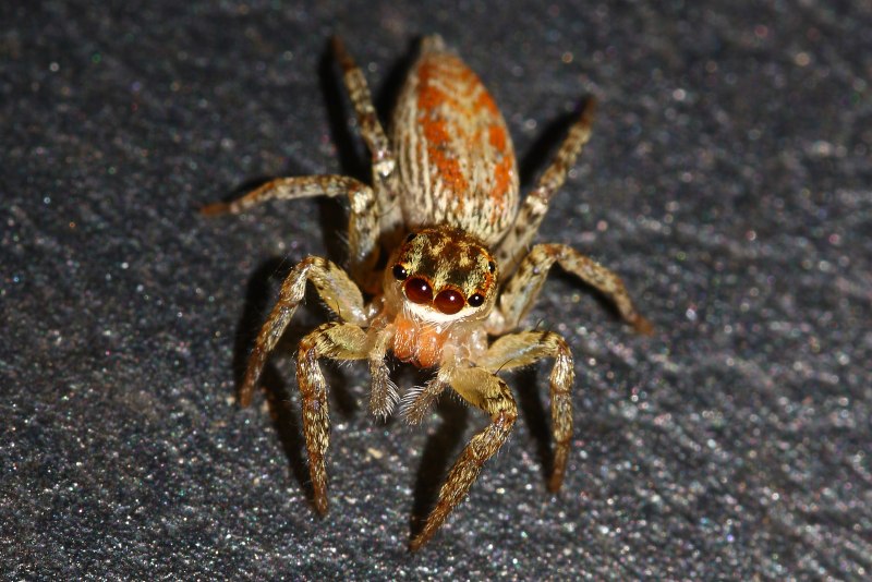 Паук Maratus speciosus