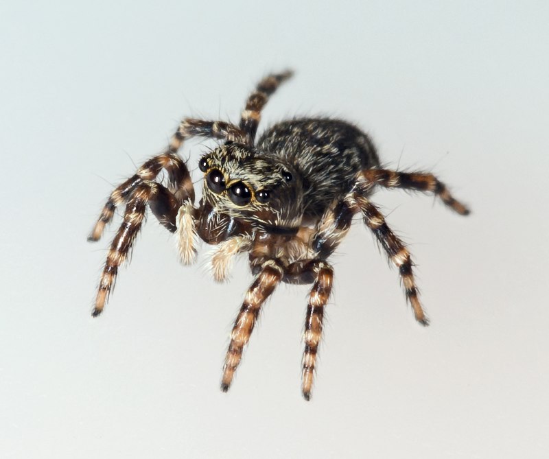 Salticidae пауки-скакуны