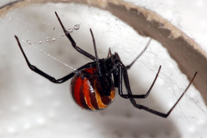 Salticidae пауки-скакуны
