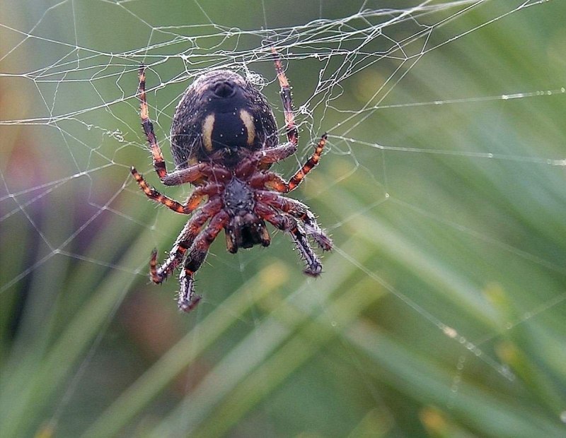Salticidae пауки-скакуны