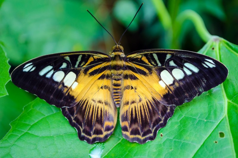 Hypercompe scribonia