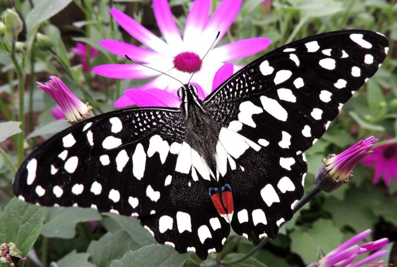 Бабочка Junonia coenia