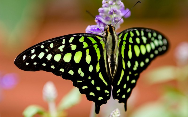 Melitaea Didyma