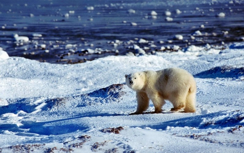 Северный белый медведь (65 фото)
