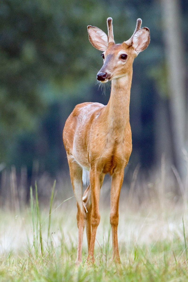 Горная Лань фото животное
