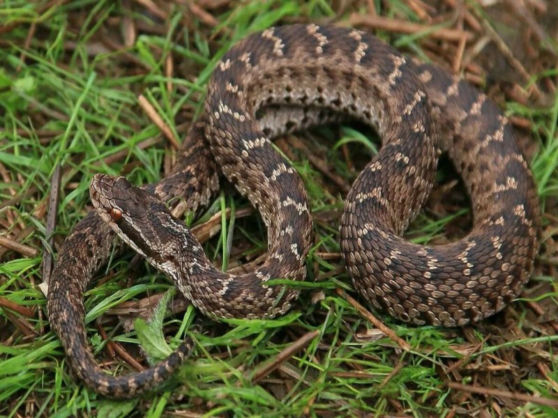 Тигровый уж Rhabdophis tigrinus