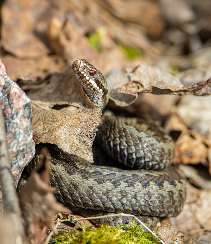 Земляная гадюка Vipera Aspis
