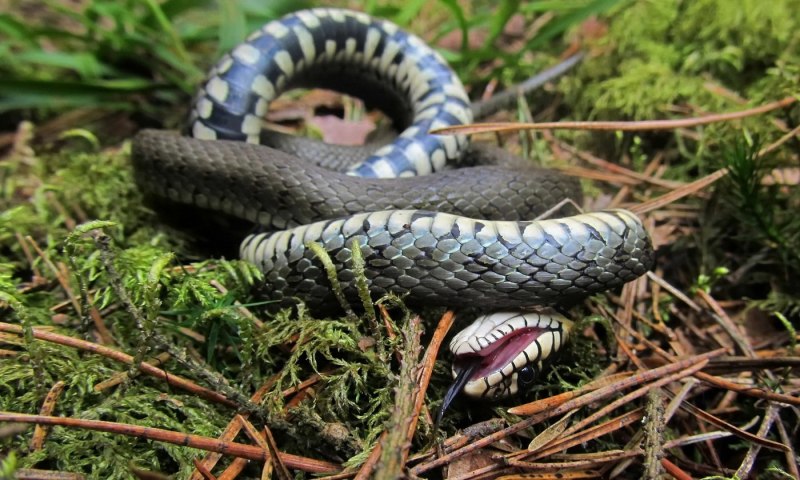 Обыкновенная гадюка - Vipera berus (Linnaeus, 1758)