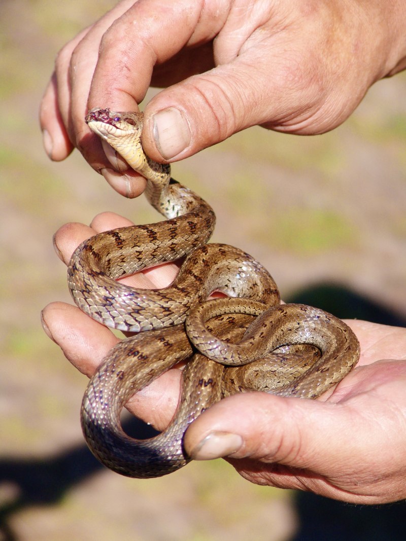 Гадюка армянская (Vipera xanthina)